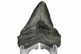 Juvenile Megalodon Tooth - South Carolina #172109-2